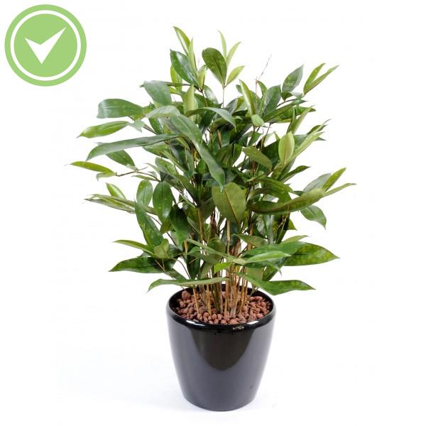 Dracaena Surculosa Pot Plante verte artificielle