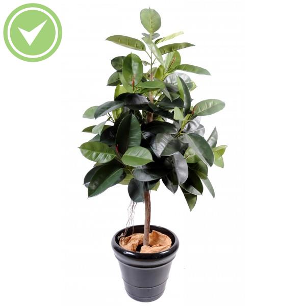 Ficus Elastica Ficus artificiel