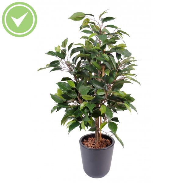 Ficus Natasja En Pot De 10 Ficus artificiel