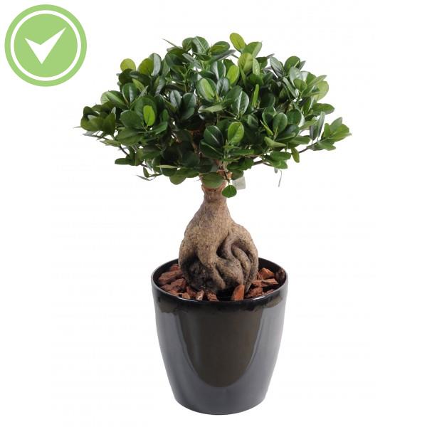 Ficus Panda Ginseng Végétal artificiel