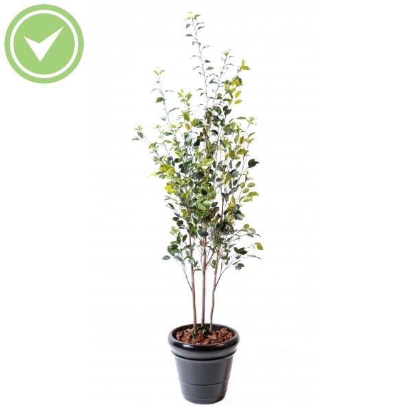 Ficus Plast Ficus artificiel