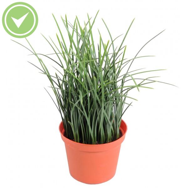 Herbe Fine  Pot 23Cm Plante artificielle