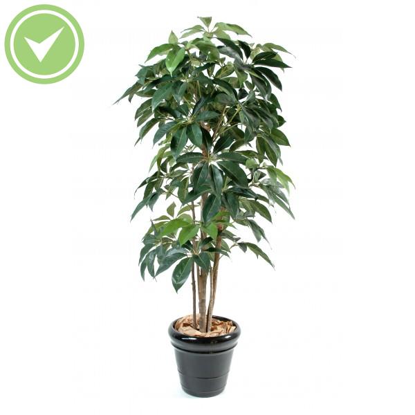 Schefflera Amata Arbre artificiel